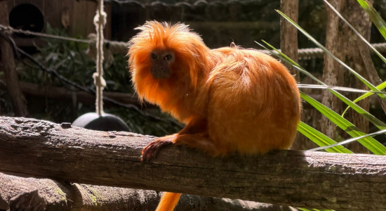Image slider